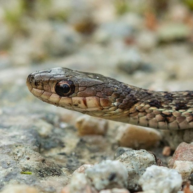 A snake peaks out from rocky ground with small green plants