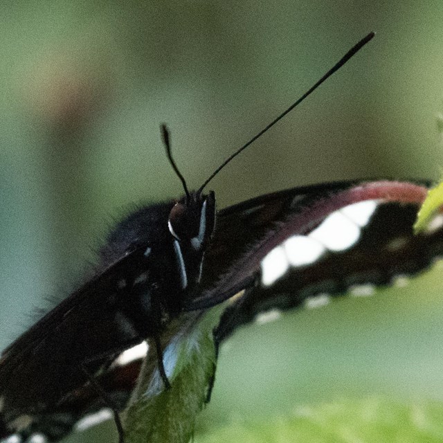 Blue and black admiral butterfly sits on green leaf 