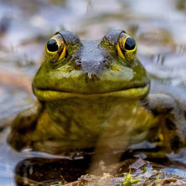 A green and brown frog looks out from pond water