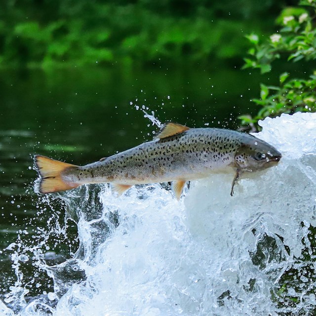 Fish is mid-air in a stream of water with green water plants and water in the background