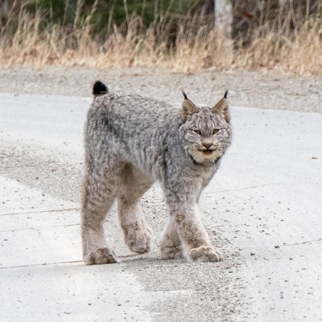 A Canada lynx crosses a gray road with green trees in the background. 