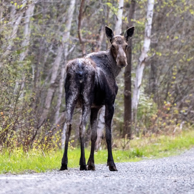 A moose stands on a gray road with green trees. 