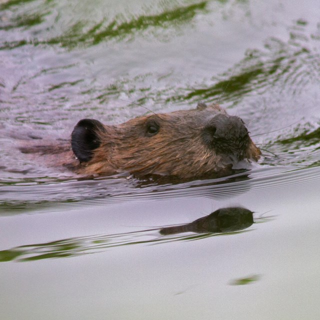 A beaver swims in green waters.