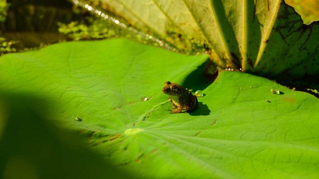 a small frog on a loftus leaf