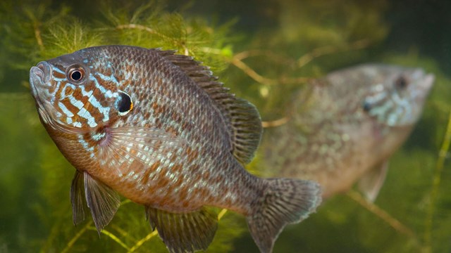 Pumpkinseed Fish. Image Credit: San Diego Zoo