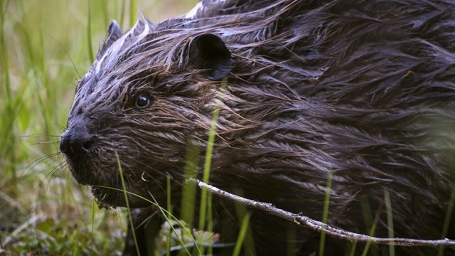 A beaver with a twig in its mouth