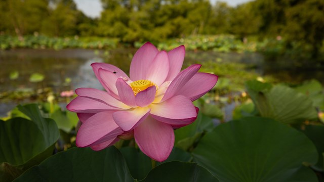 A bee flies near a lotus flower