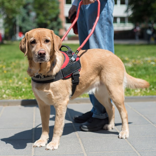 A service dog wearing a red vest and a harness.