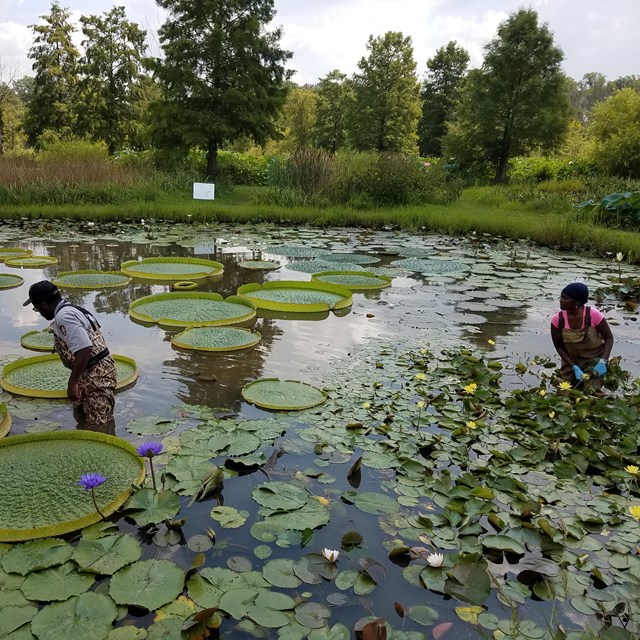 Lotus and Water Lily Festival Kenilworth Park & Aquatic Gardens (U.S