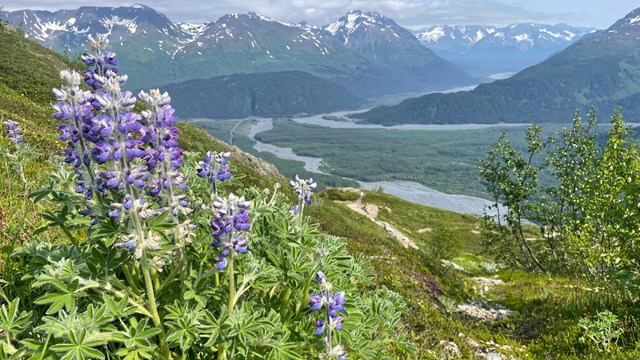 A purple flowering lupin with a glacially carved valley, river and mountains beyond.