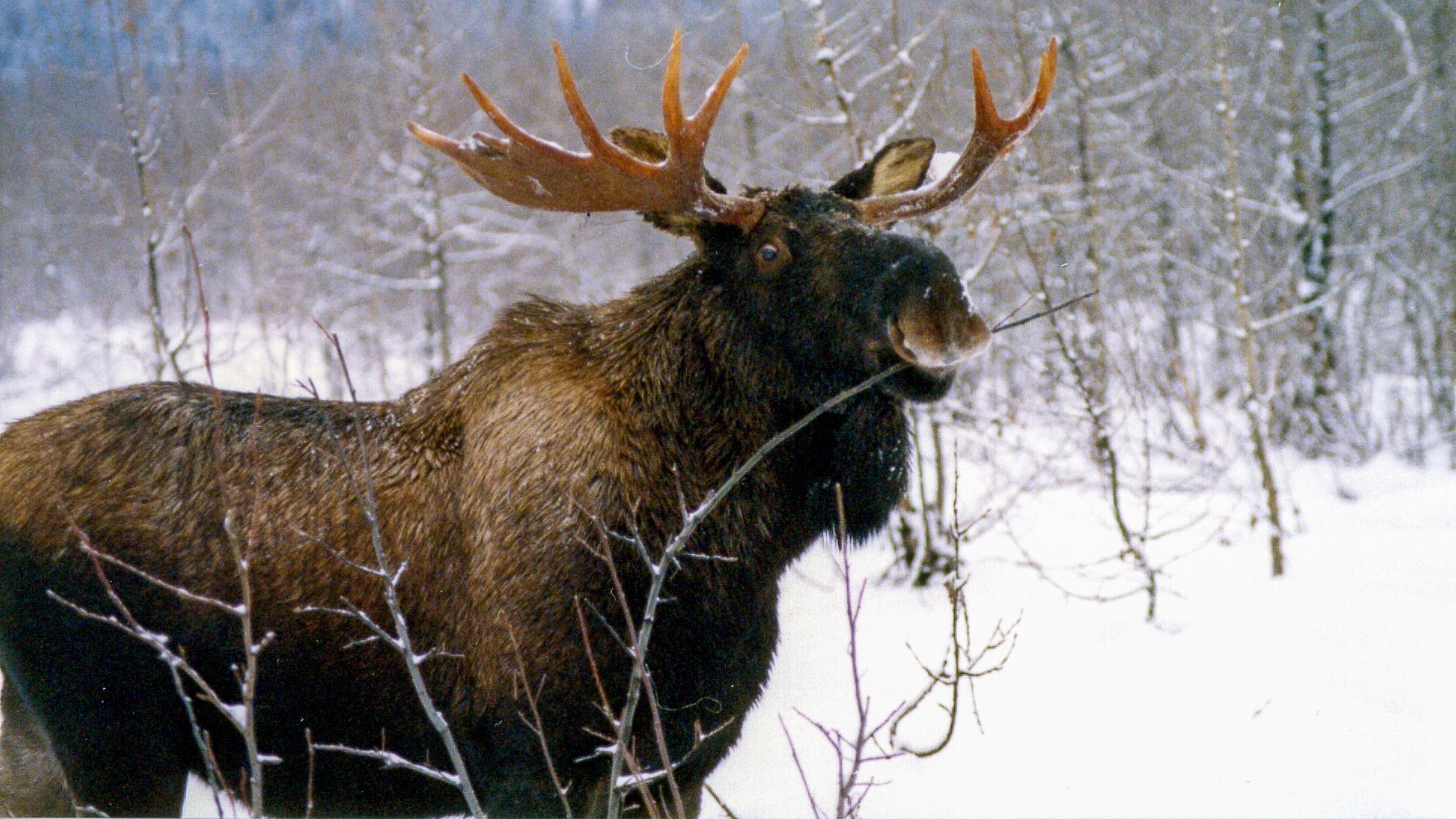 A moose eats from a branch in winter