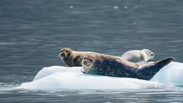 Two adult seals and one seal pup sit on chunks of ice in the water