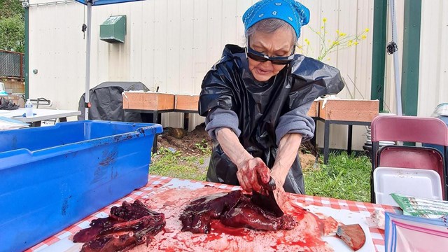 A woman cuts into seal ribs with an ulu knife