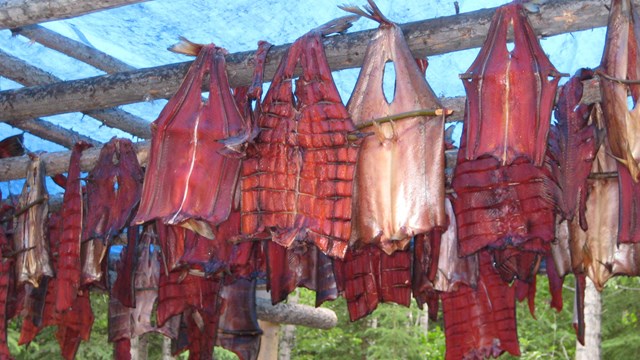 Salmon meat hanging to dry
