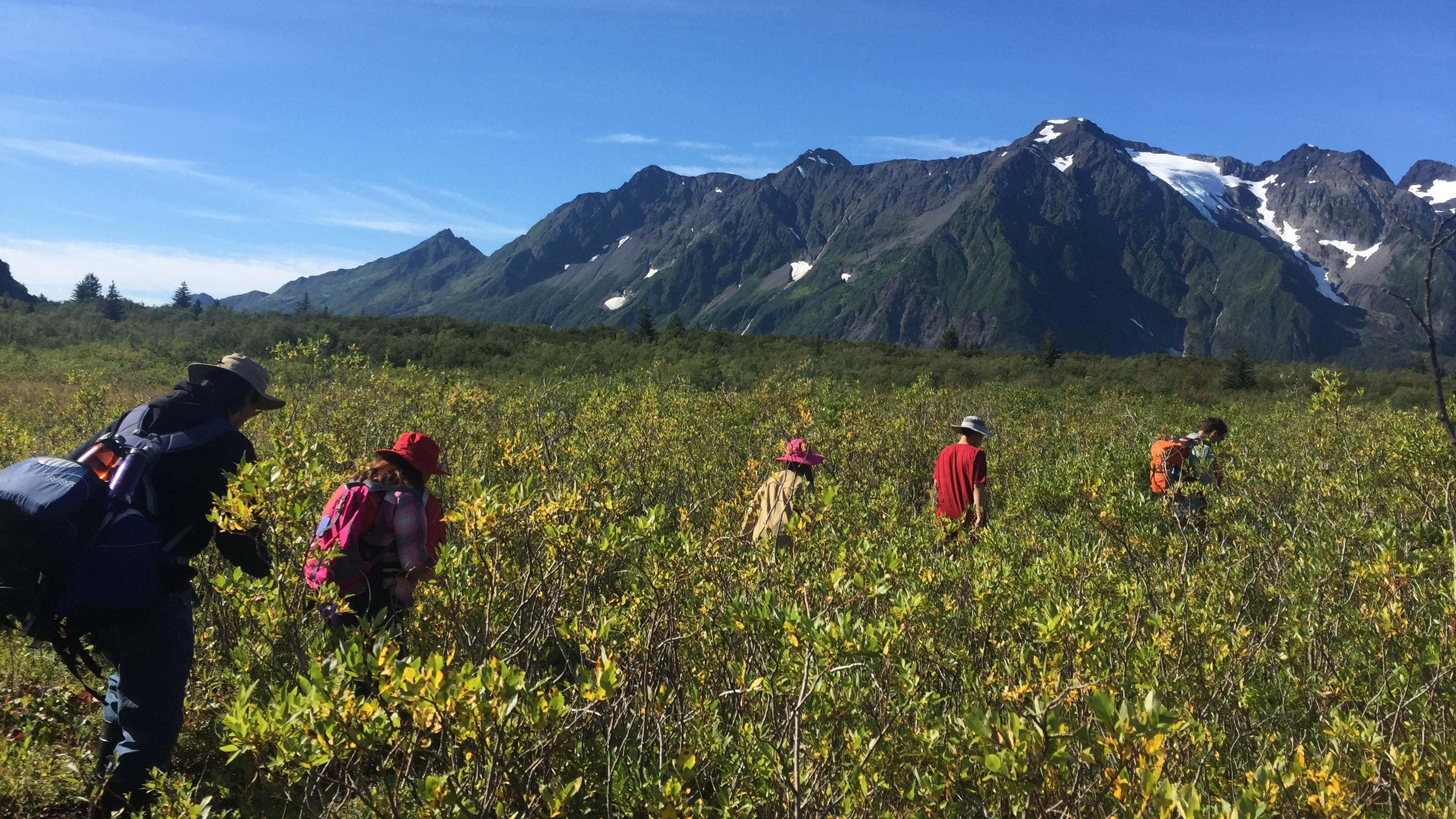 Multiple people walk through plants with mountains beyond