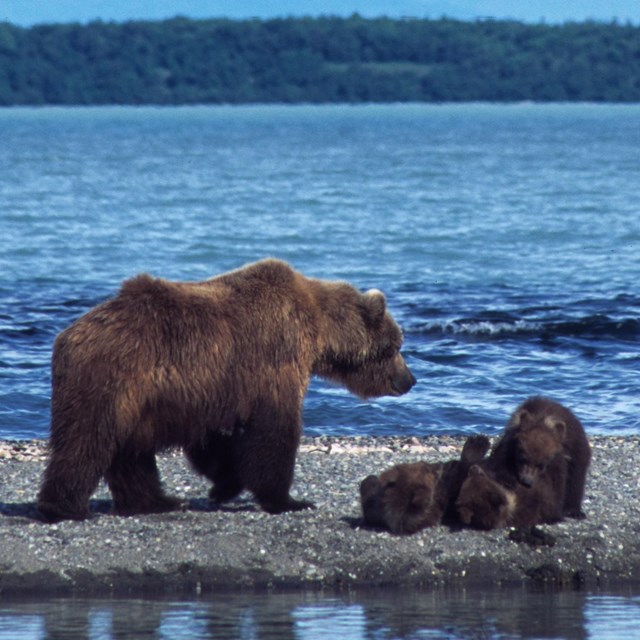 A female brown bear stands with three cubs on a beach shoreline.