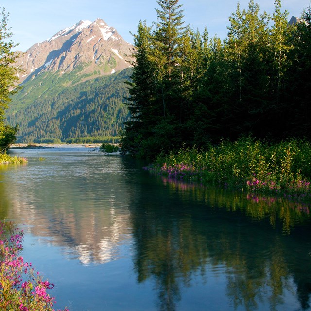 A calm river sits between shores full of pink wildflowers and green trees. 
