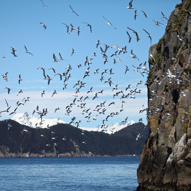 Hundreds of birds swarm in the air near a rocky cliff. 
