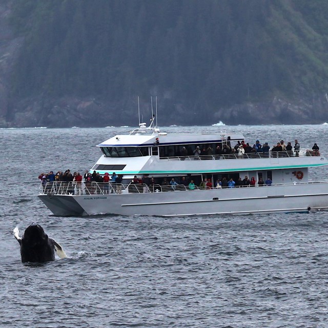 Tour boat with humpback whale breaching