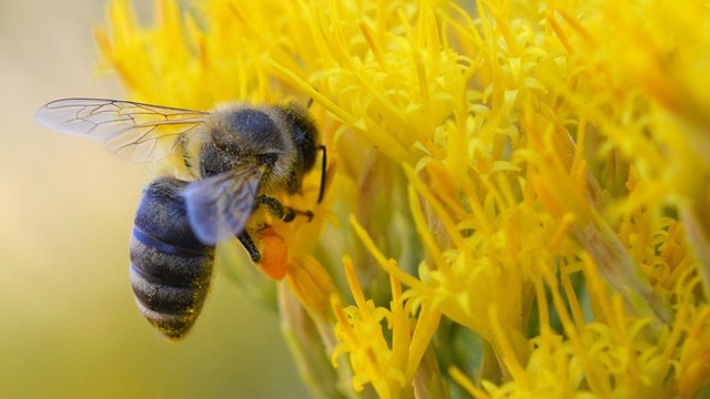 A bee collects pollen from a flower