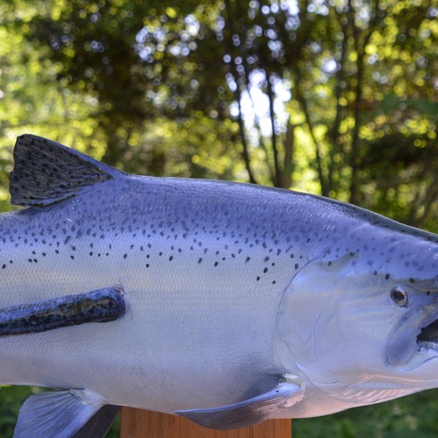 A model of a fish with sea lamprey attached