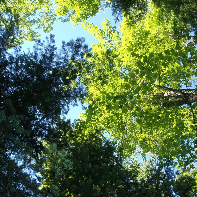 Looking upwards in a forest of numerous leafy trees, with sun shining through.