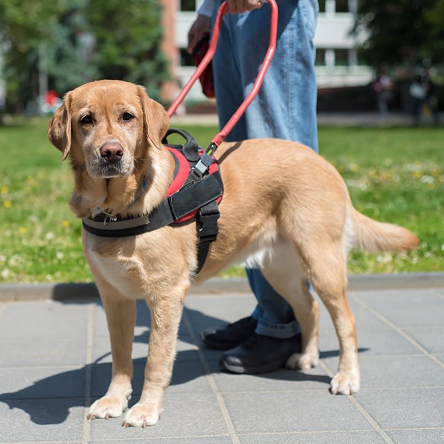 A service dog wearing a vest and harness on a sidewalk with their handler behind them.