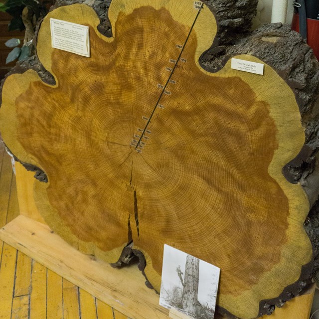 A lesson plan about logging in the Upper Peninsula