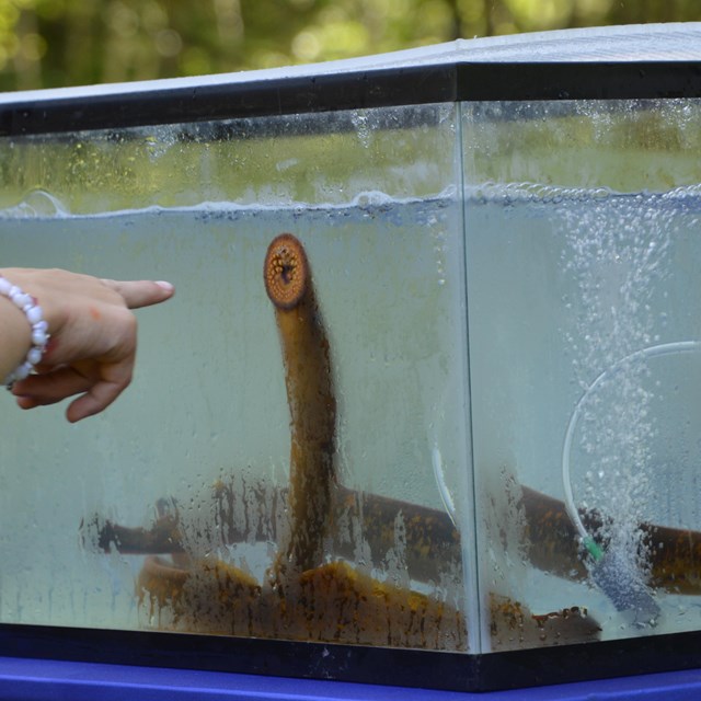 A sea lamprey attaches its mouth to the side of a water filled container