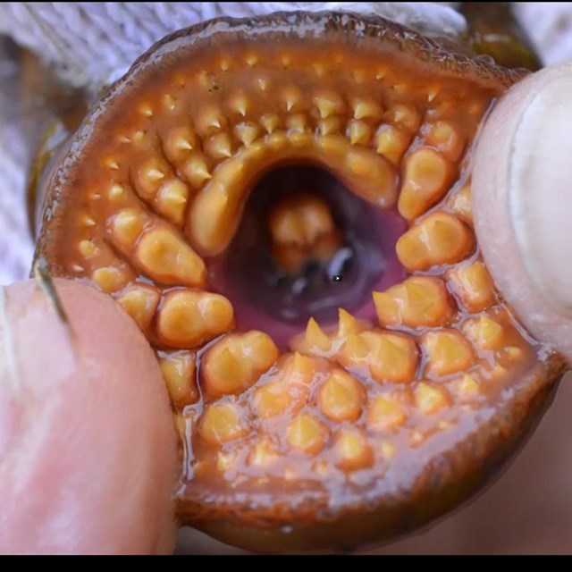 Close up of two fingers holding open a circular mouth with several rows of yellow teeth.