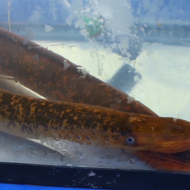 Two light brown and dark brown, mottled, slender fish in a clear tank of water.