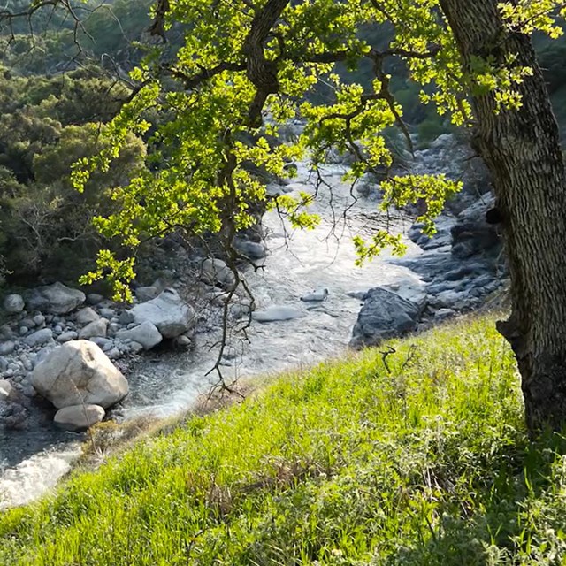Oak tree along a river. Icon of microphone symbol says Sound On. 