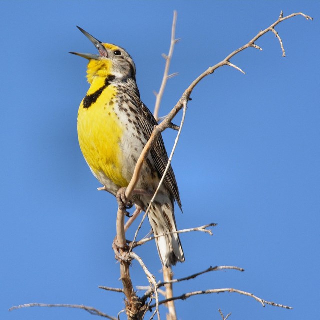 Photo of a meadow lark with vivid yellow breast and throat. 