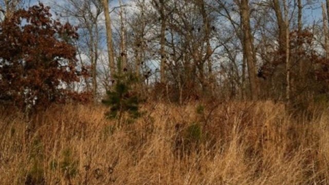 Trees in a field of dry grass and a blue sky