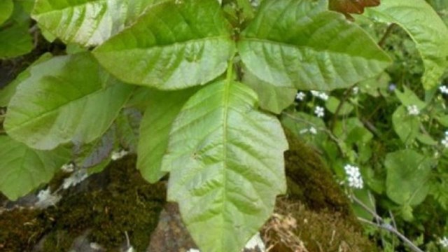 3 shiny green leaves 