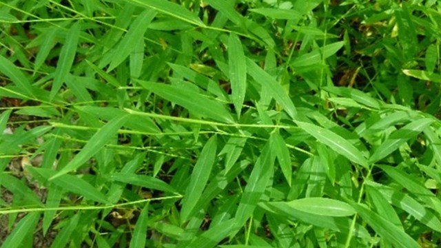 A green grass grows in a dense bundle.