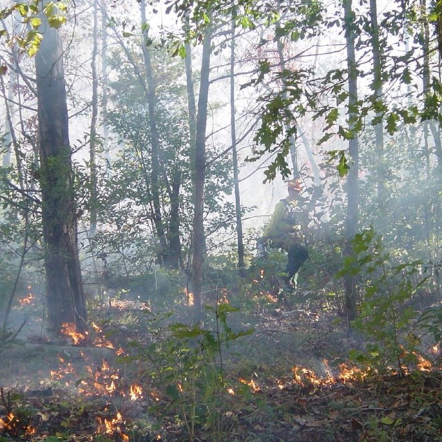 A fire burns in the woods