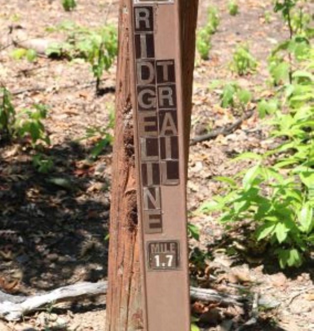 A trail marker in the woods