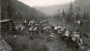 Black and white image of about a dozen mules heavily packed with large boxes along a trail.