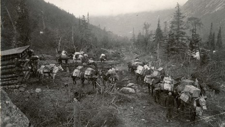 Black and white image of about a dozen mules heavily packed with large boxes along a trail.