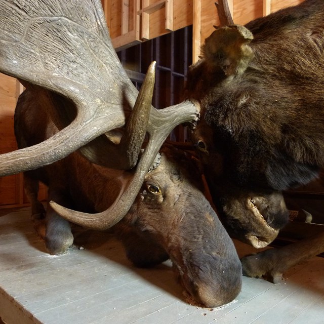 Two taxidermied moose with interlocking antlers
