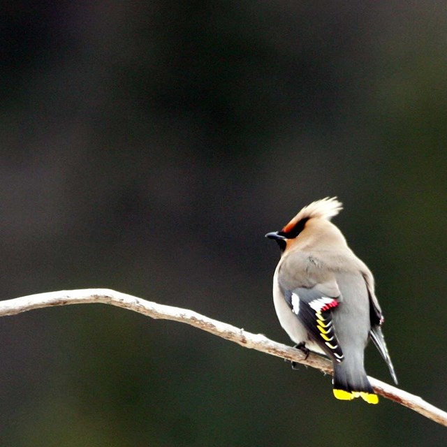 A Bohemian Waxwing perches on a branch. 