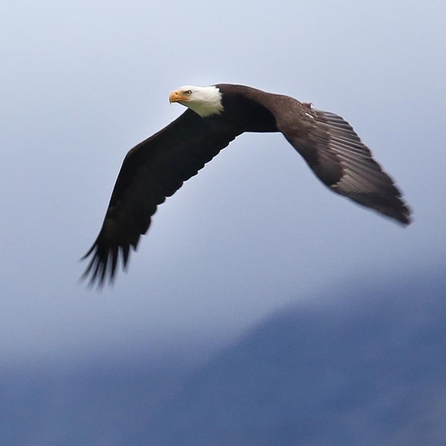 A bald eagle soars with clouds and mountains in the background.