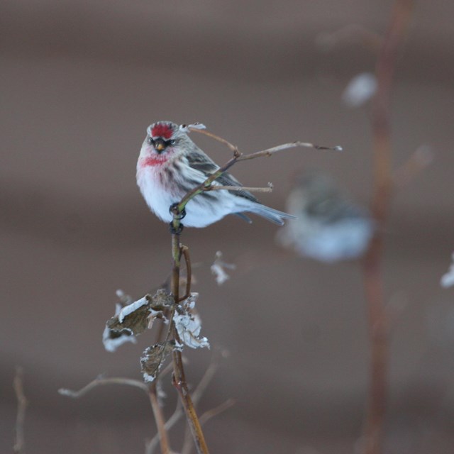 A Hoary Redpool perches at the top of a willow branch.