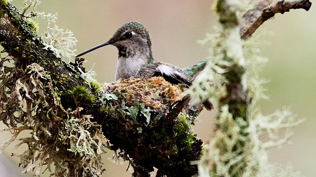 hummingbird on nest