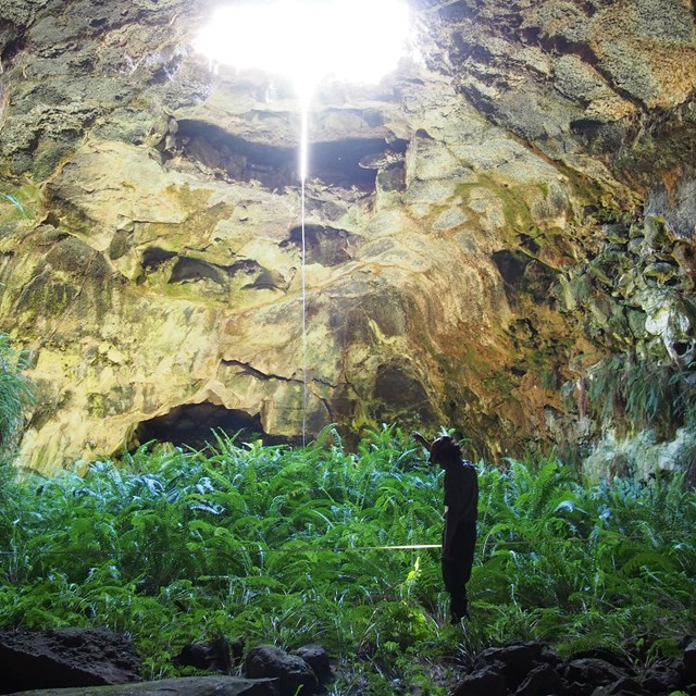 NPS staff monitoring in cave with light coming through ceiling to vegetation on cave floor