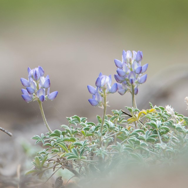 Close up view of purple lupine flowers