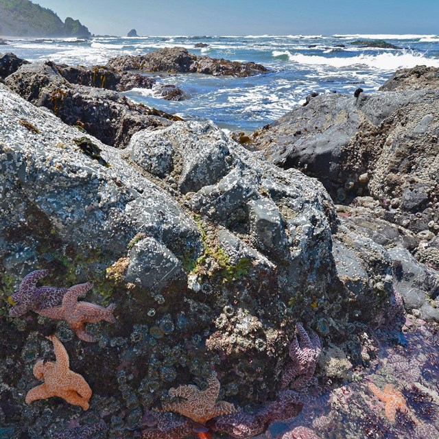 Sea stars in foreground of tide pools at Enderts Beach at Redwood National Park
