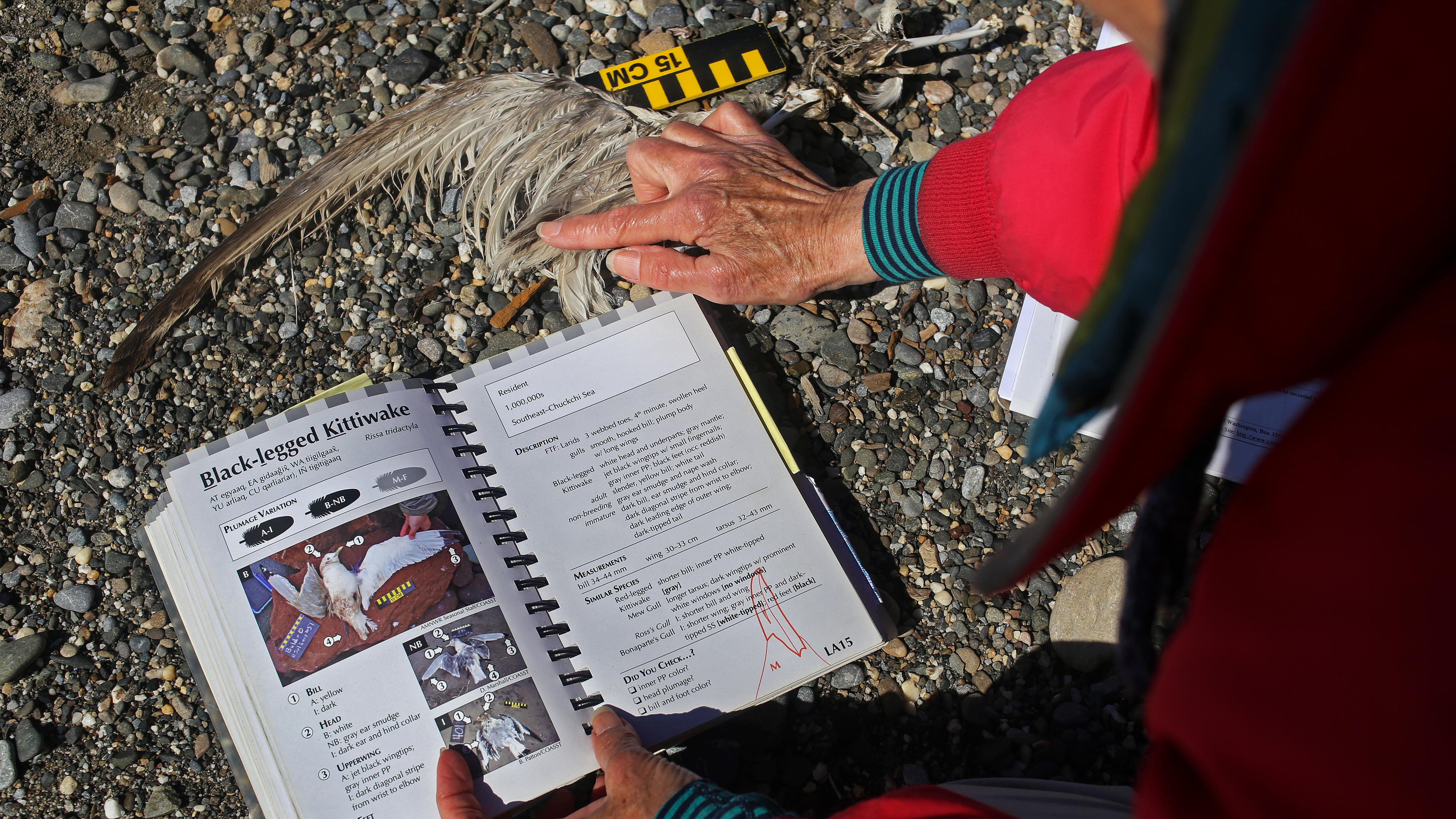 Bird anatomy being studied next to a field guide book
