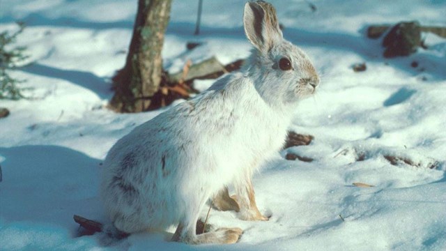 Snowshoe hare in mostly white winter color